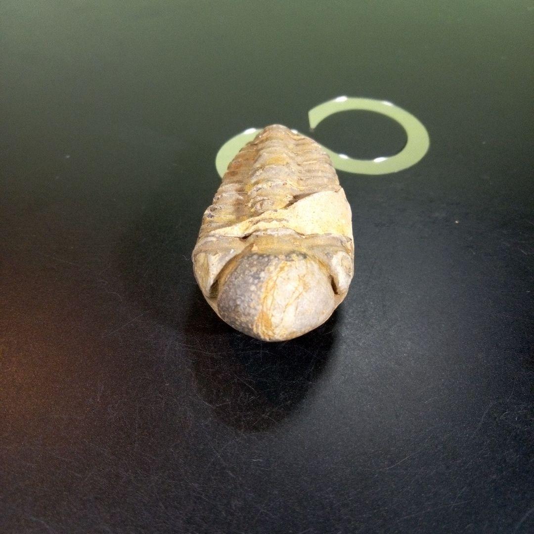 三葉虫　化石　fossil　ボリビア　trilobite　三葉虫綱　三葉虫管理⑧