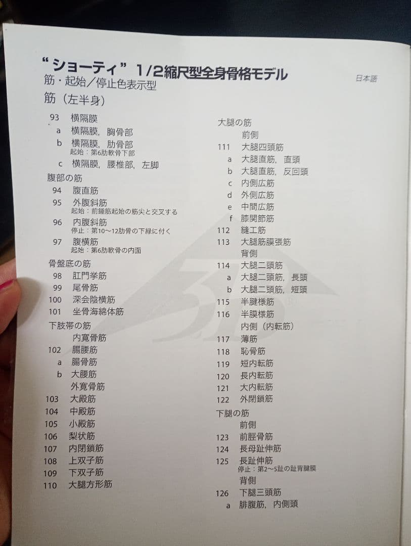 うきうきうっき ショーティ 1/2縮尺人体骨格モデル