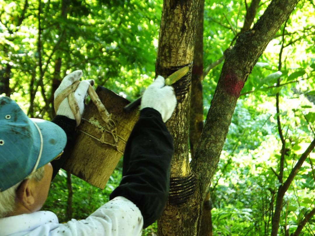 浄法寺塗　食籠（じきろう）　大　拭き漆　どらやき型　国産木地　三浦春馬
