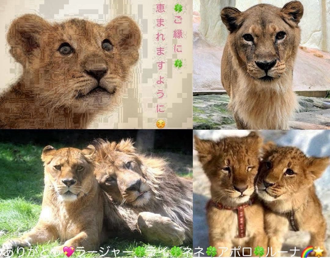 もし、この世界に神様がいるとするならば 缶バッジ