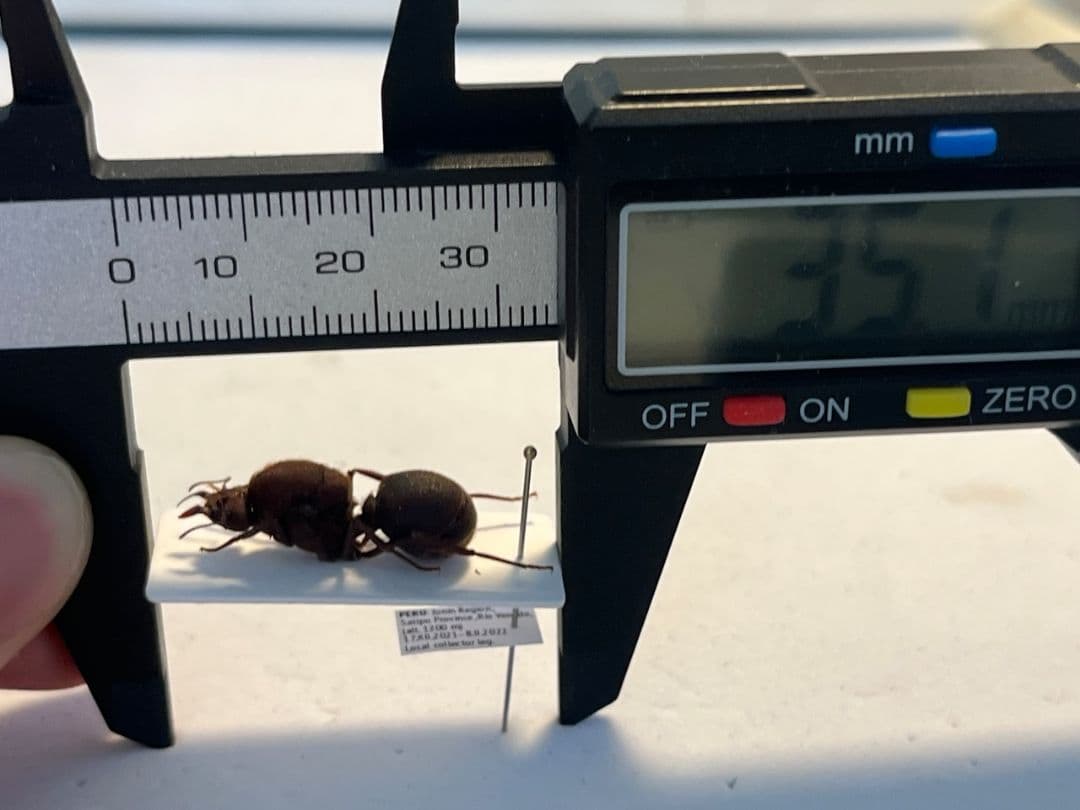 【25mm】ハキリアリの女王標本　Atta cephalotes？ パラポネラ