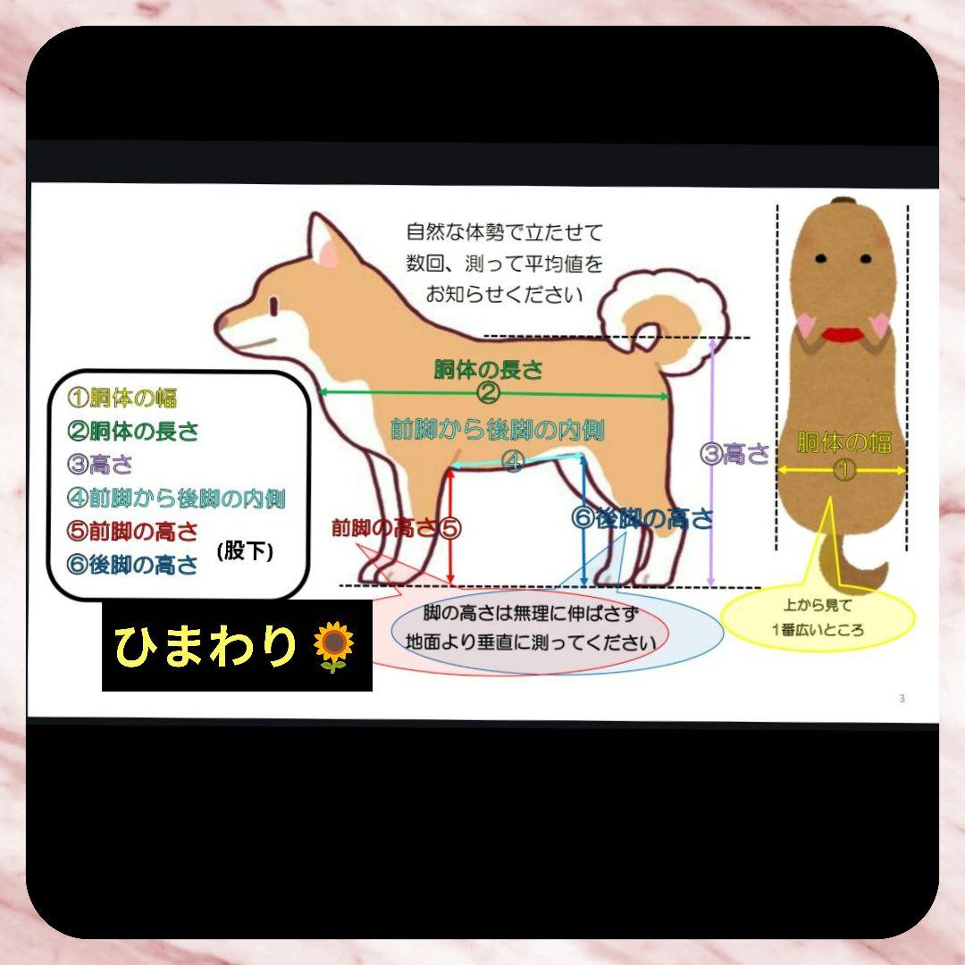angel　ダックス4輪　リハビリ　食事補助　犬用車椅子　介護　犬の歩行器