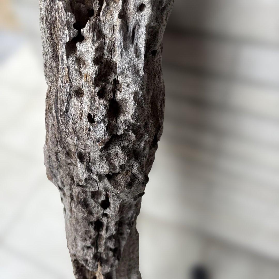 流木インテリア　爬虫類