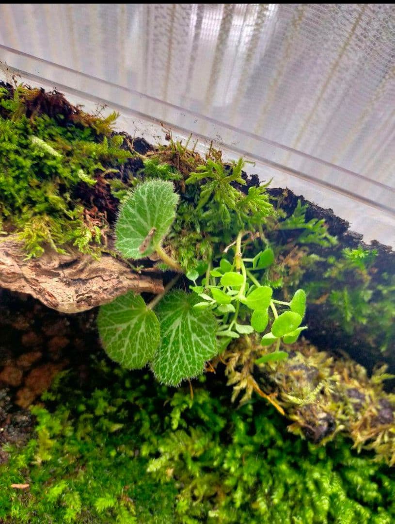 隠れ家つき！、自然の中の飼育箱苔テラリウム