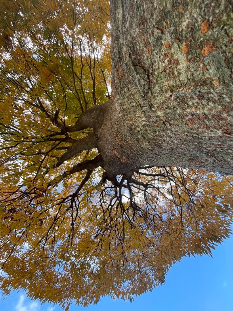四弦和胡弓　　　（限定品）棹紅木　紫檀　　　胴花梨材　付属品