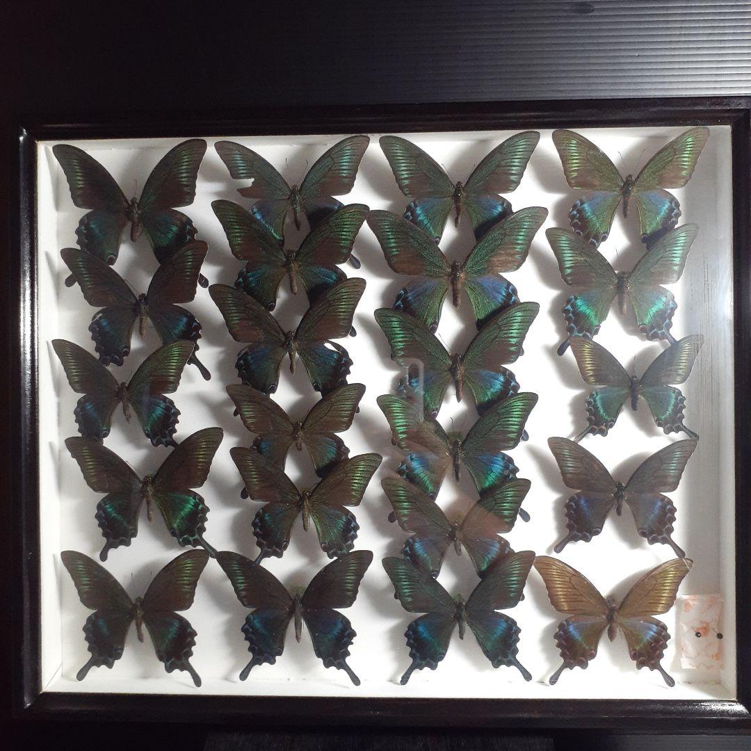 蝶標本　ミヤマカラスアゲハ(春型夏型　♂️♀53頭)大型ドイツ標本箱二箱入り