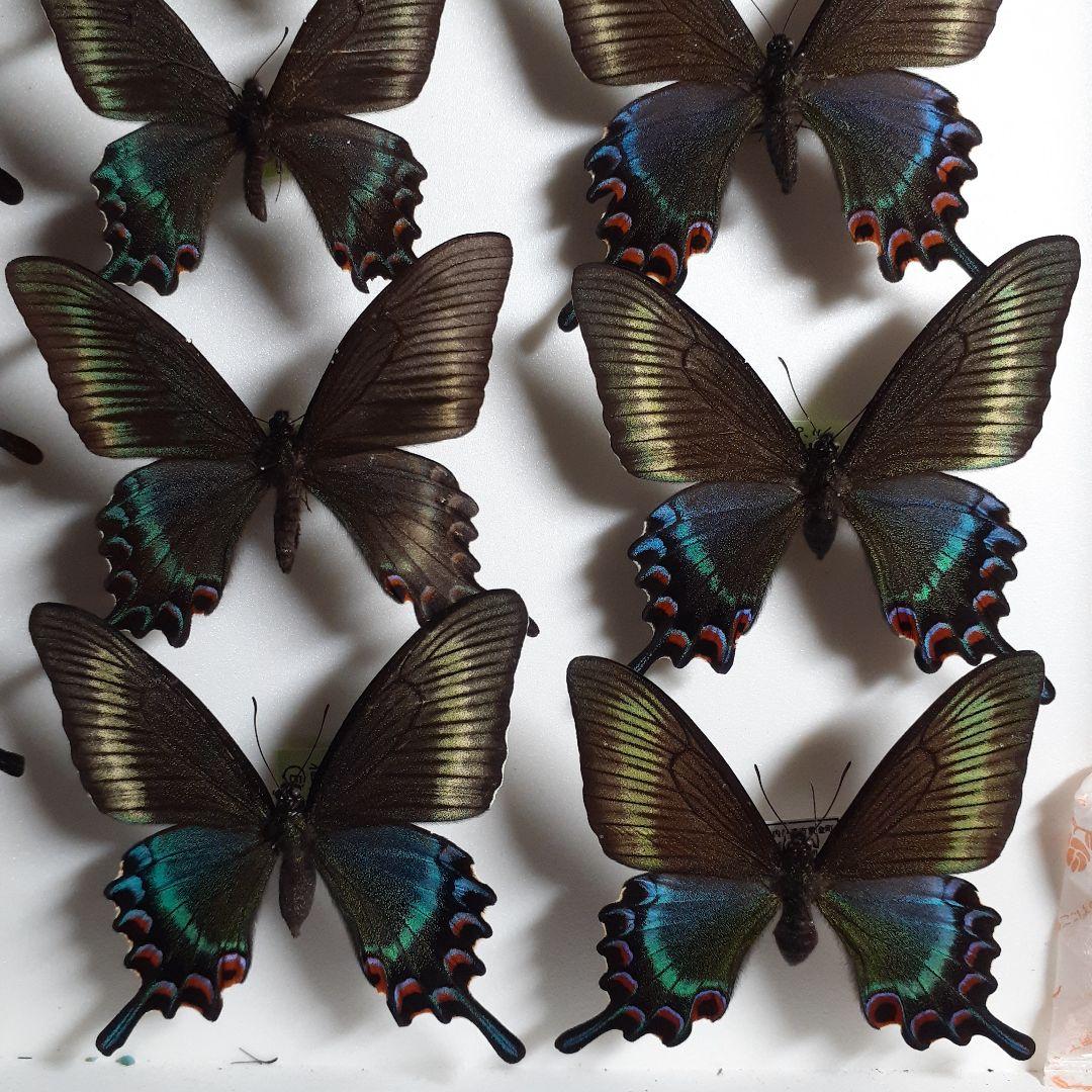蝶標本　ミヤマカラスアゲハ(春型夏型　♂️♀53頭)大型ドイツ標本箱二箱入り