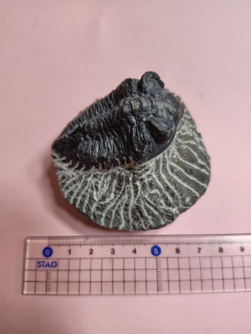 三葉虫化石セット