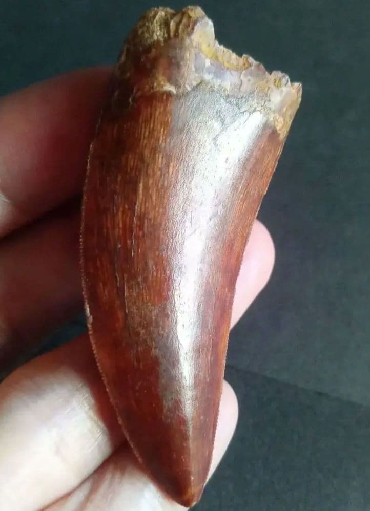 アロサウルス上科　カルカロドントサウルス　特大　歯化石　美麗標本