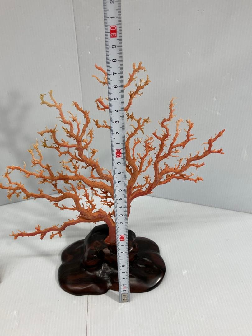 【血赤珊瑚原木】希少！＊血珊瑚＊天然 原木 サンゴ オブジェ 手渡し推奨