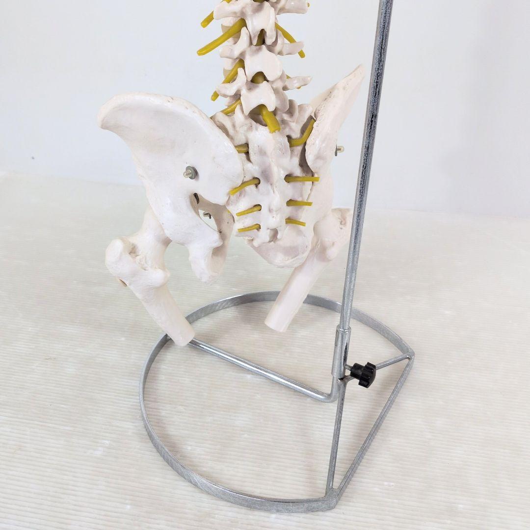 脊椎骨格模型　標本　脊椎 脊柱 背骨 現状品