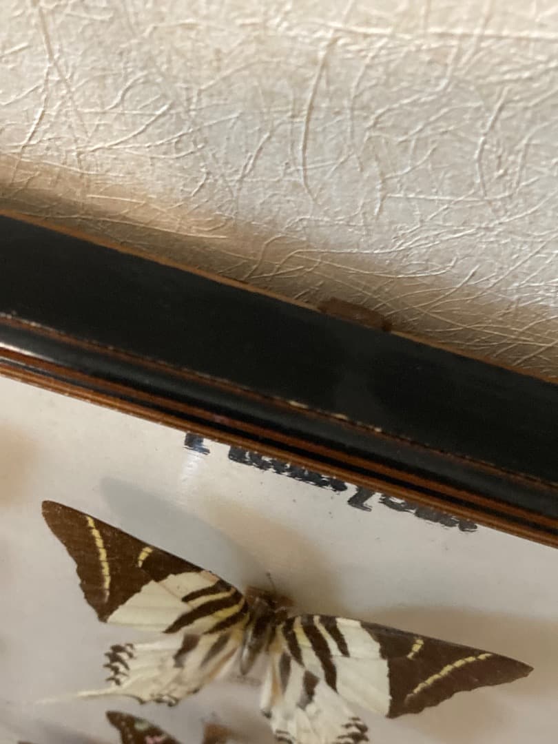 マレーシア 蝶 標本 木製フレーム付き