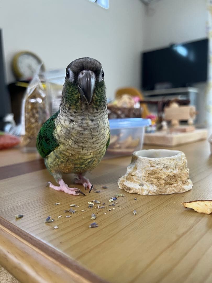 みつ豆さまご確認ページ