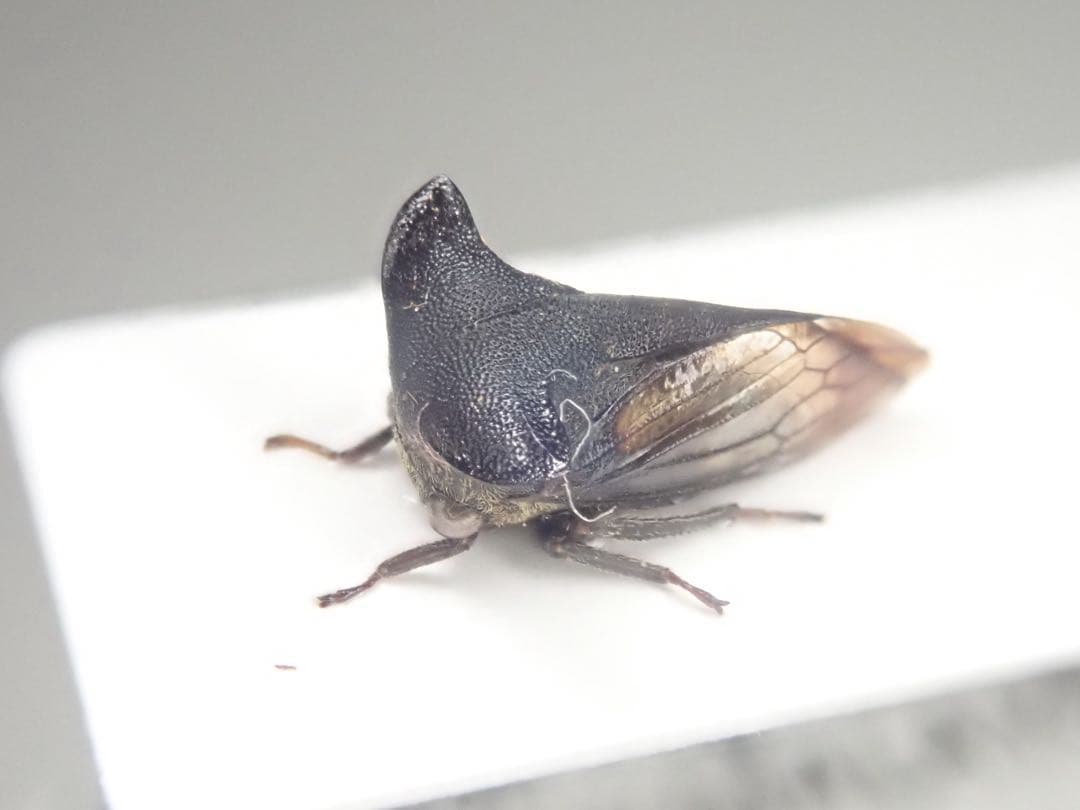 ツノゼミ　セット