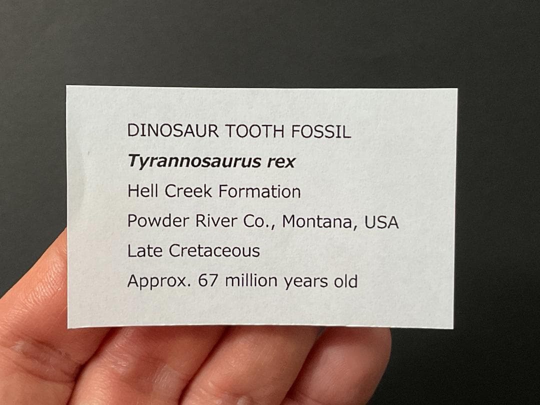 恐竜の歯 ティラノサウルス [DS411] 化石 希少 レア