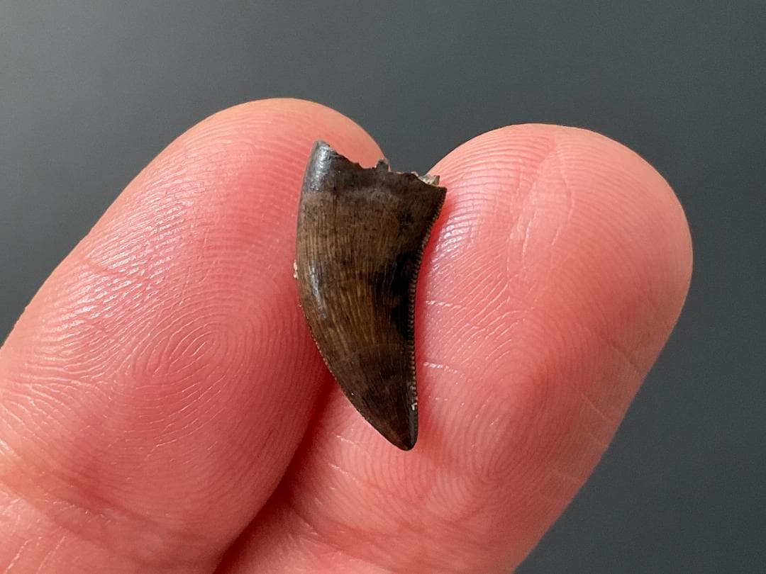 恐竜の歯 ティラノサウルス [DS411] 化石 希少 レア