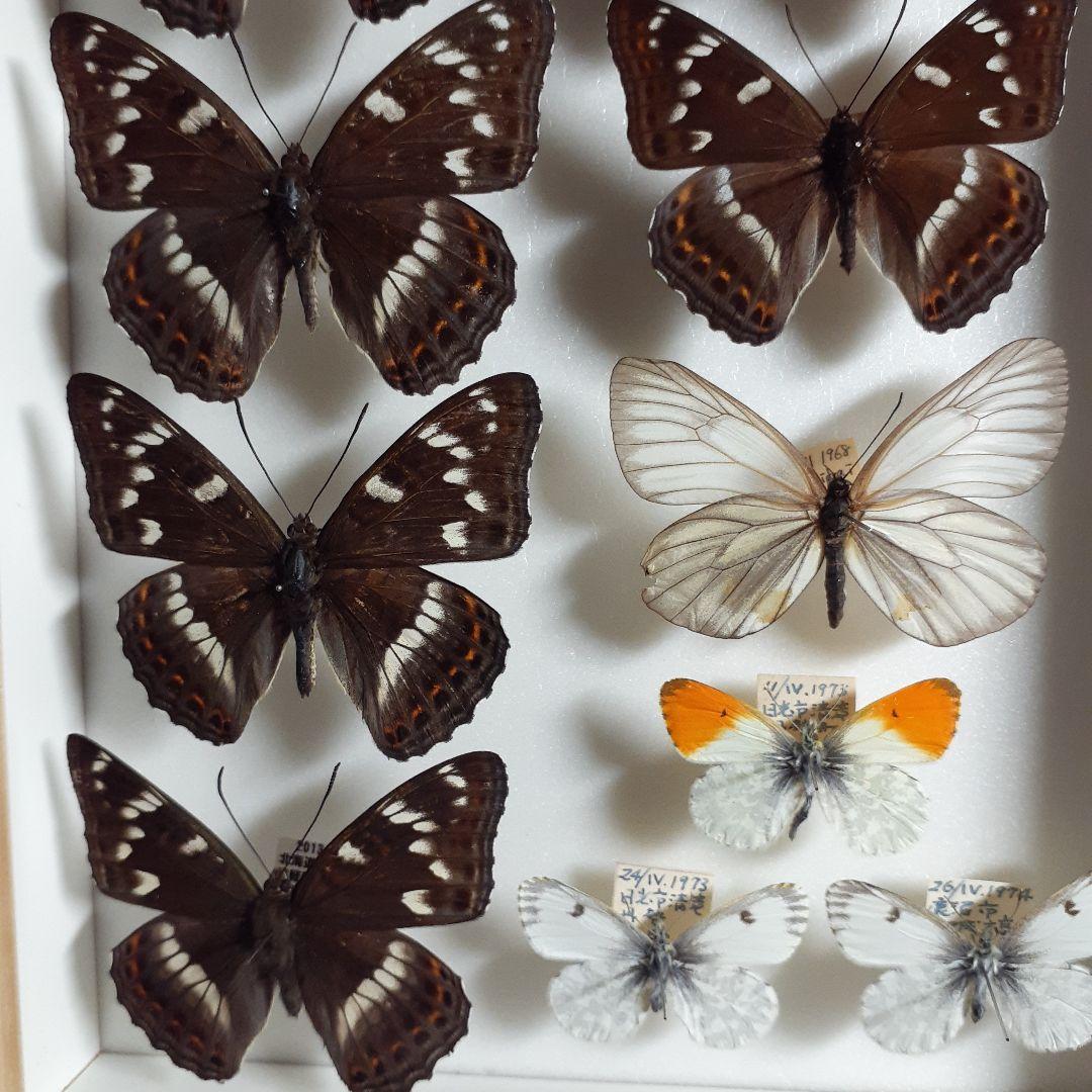 蝶標本　オオイチモンジ、クモマツマキチョウ、ミヤマシロチョウ(♀)標本箱入り