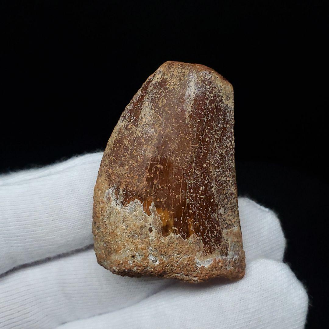 カルカロドントサウルス 歯 化石 本物 モロッコ産 38.49mm  fca17