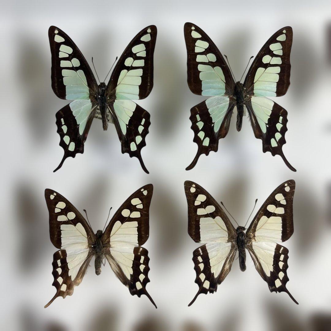 蝶標本、アオスジやミカド類多種