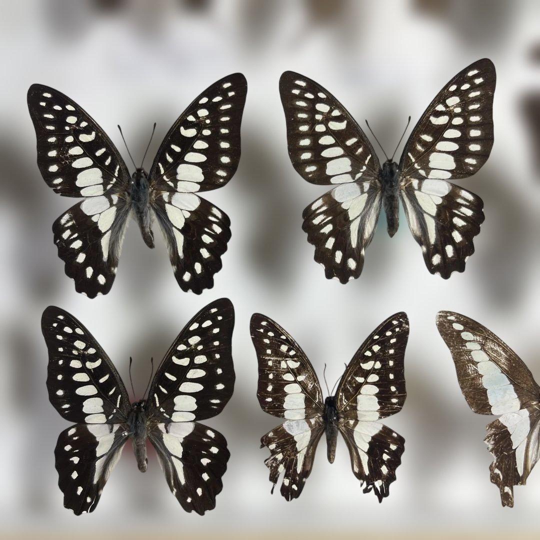 蝶標本、アオスジやミカド類多種