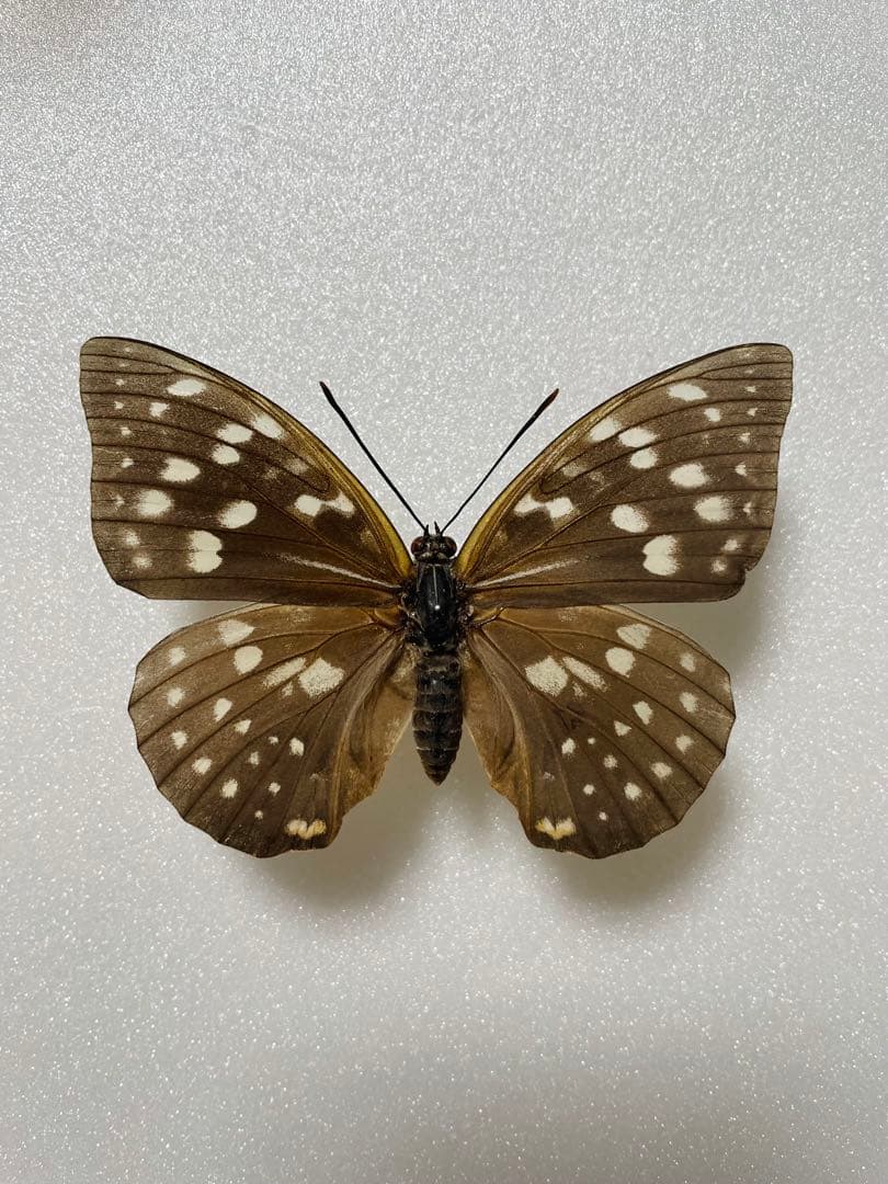 【ペア】モルフォオオムラサキ（滋賀県産）