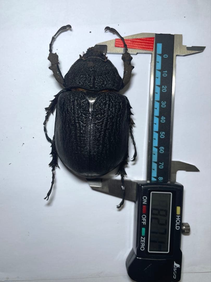 レックス(アクティオン)ゾウカブト　標本用　♂118mm ♀82mm