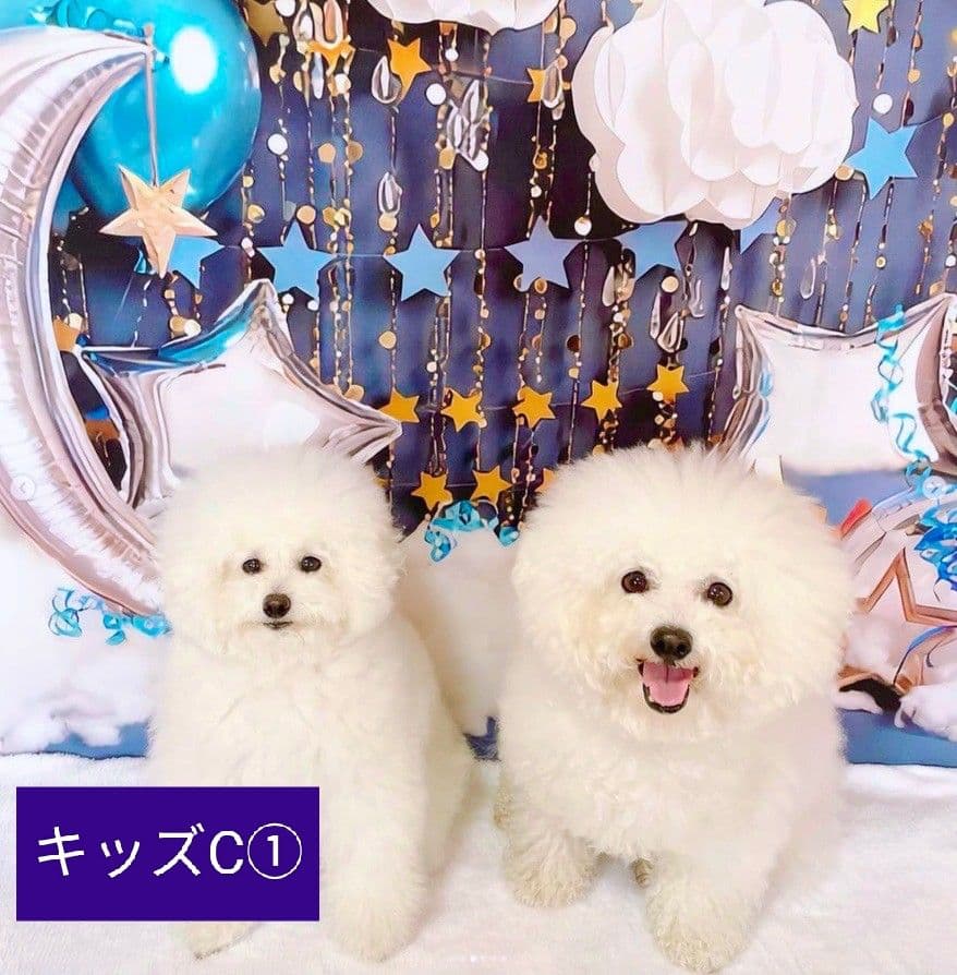 背景布+秋色チョーカー　パンパスグラス　お月見　十五夜　ペットサロン撮影用