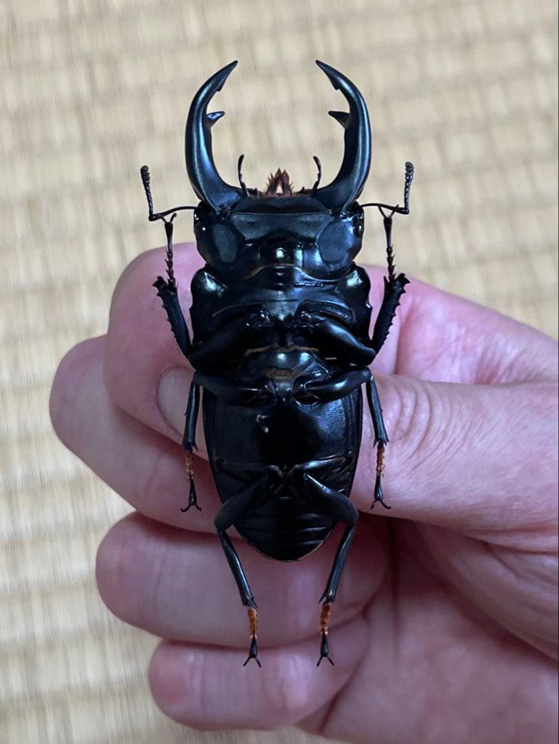 f*t様 オオクワガタ　F0 材割成虫採集個体70.7㎜