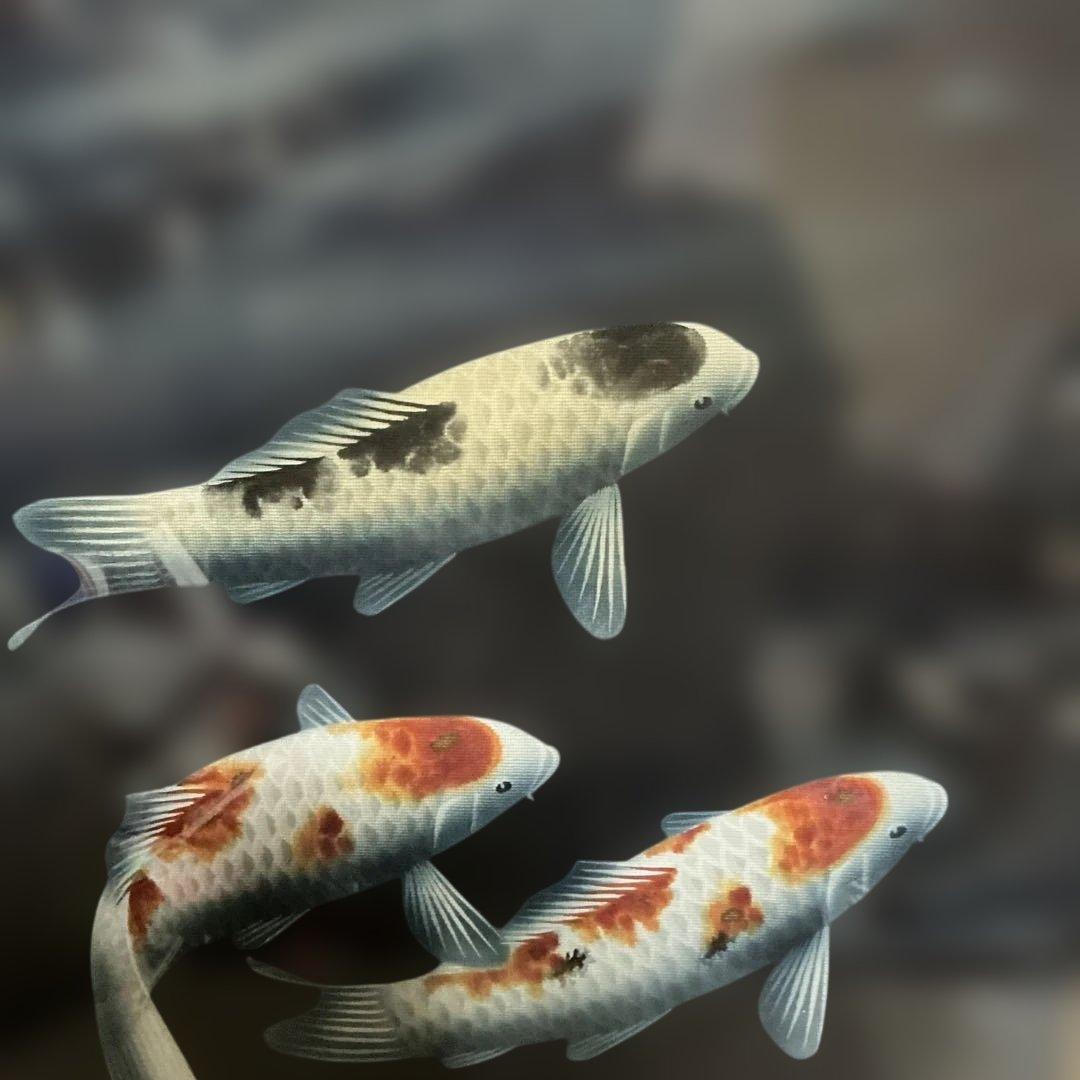 作者　海野春峰（うんのしゅんぽう）　「錦鯉」　美術名鑑評価　（最高傑作十号）