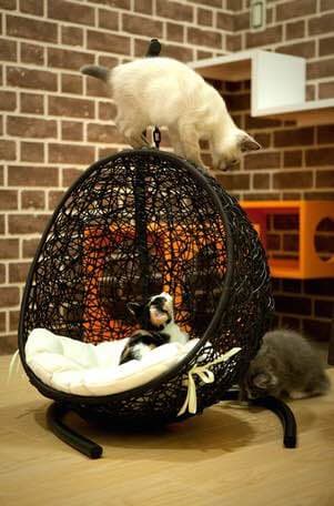 【ハンギングチェアー】ペット用ハンギング　ゆりかご椅子【新品】ベージュ