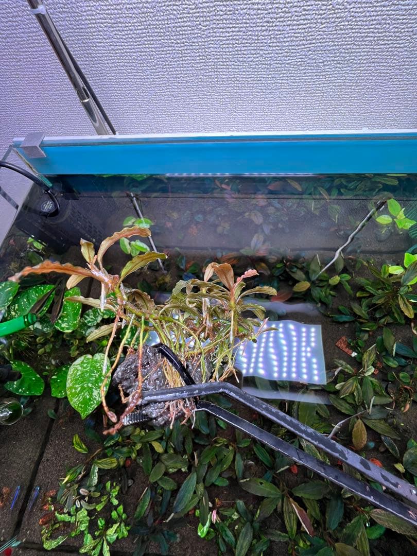 Bucephalandra sp. Varigata Pink 水中葉 6-7株