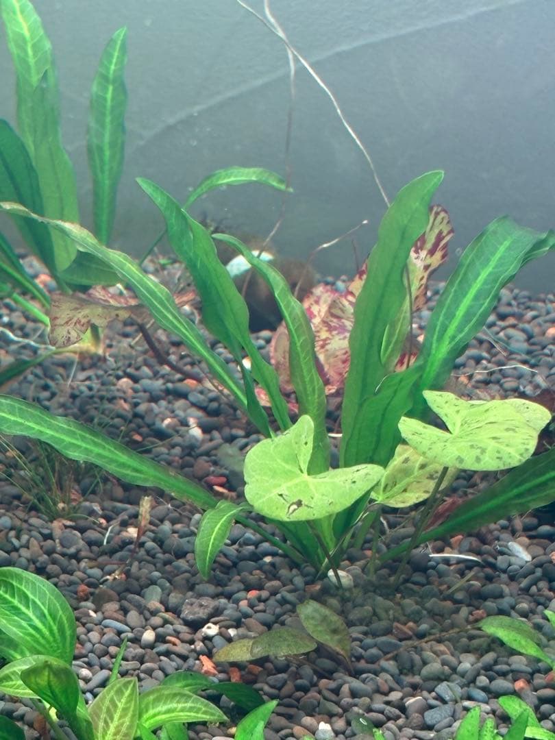 エキノドルス　ホレマニーグリーン　“Real”