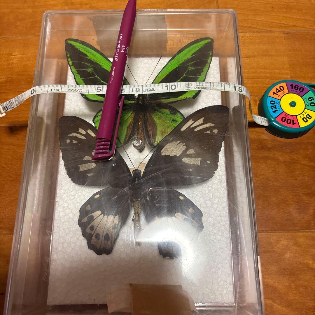 蝶のはくせい　標本　かなり大きい蝶です