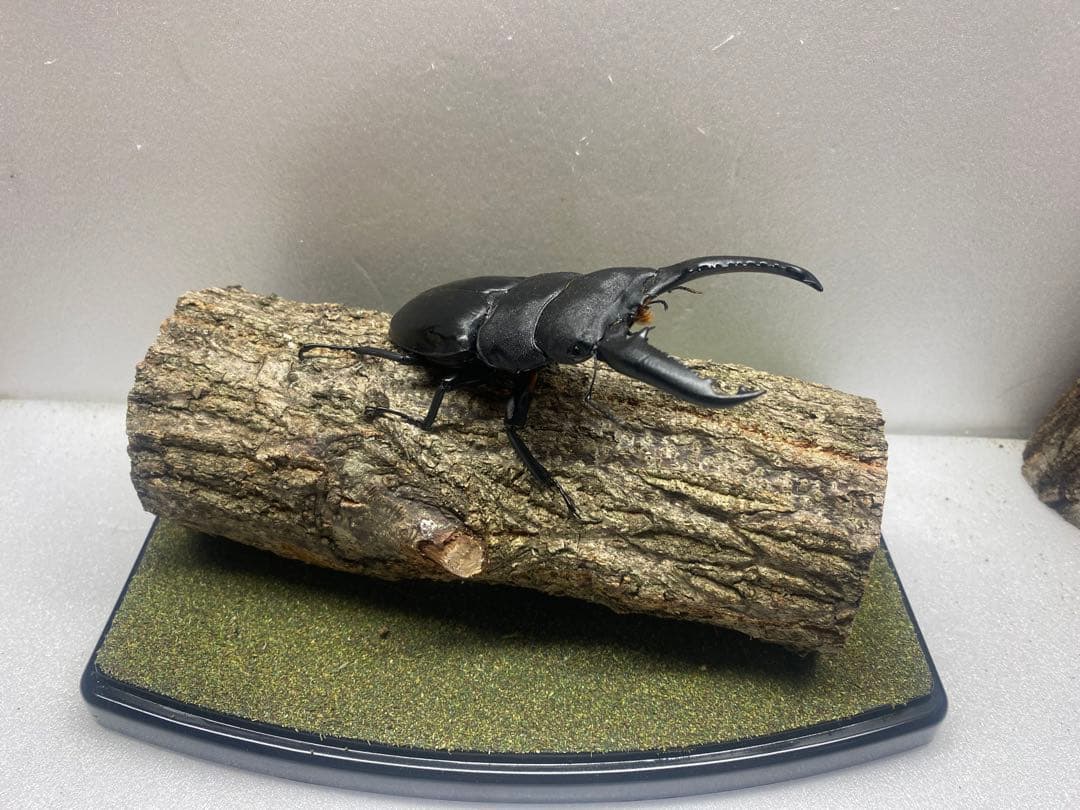 ラ*フ様 LIVE標本　パラワンオオヒラタ　109mm 超特大極太