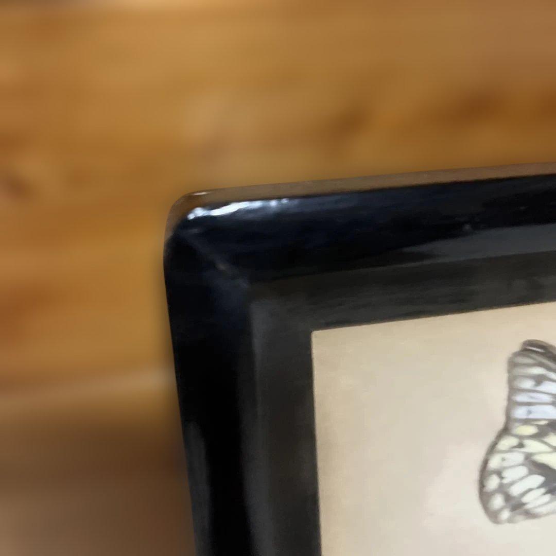 レトロ　モルフォ蝶他標本