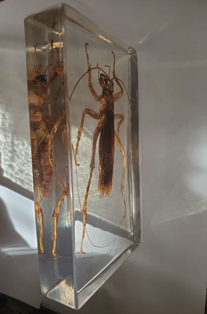 オバケコロギス樹脂標本