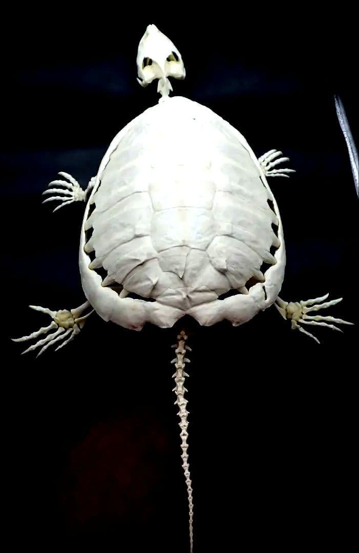 カミツキガメ　骨格標本