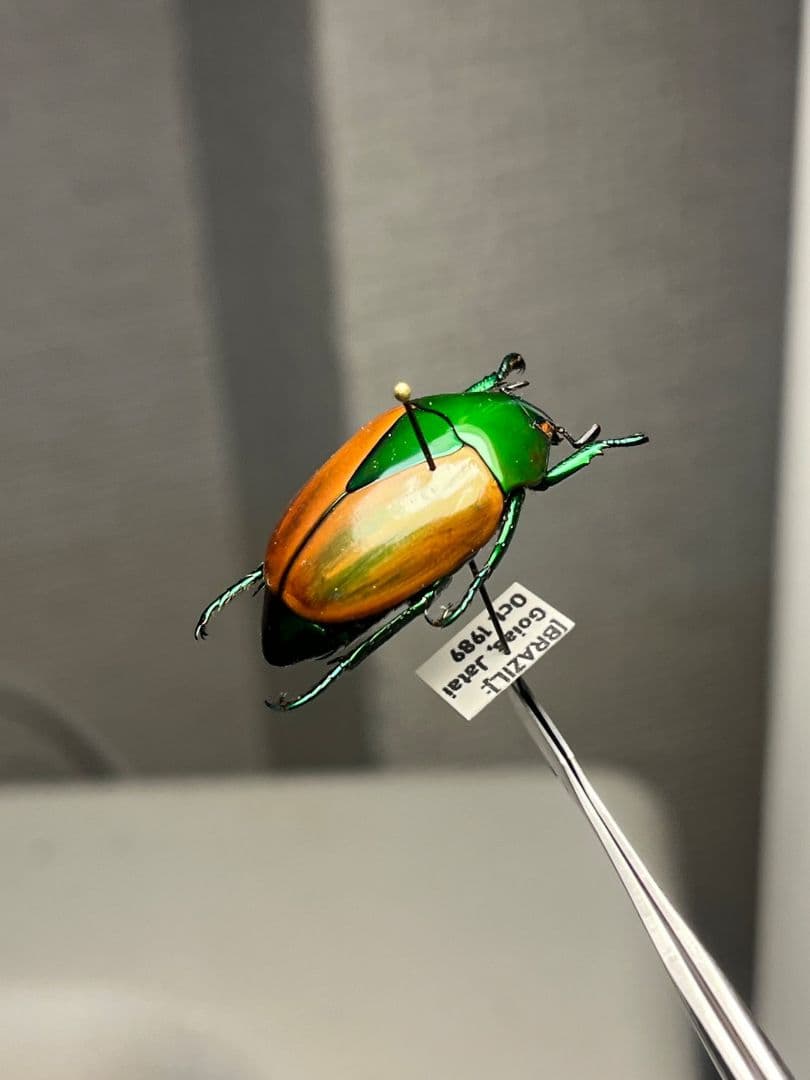 【深碧艶麗】フェスティバカメノコブイブイ 標本Macraspis プラチナコガネ