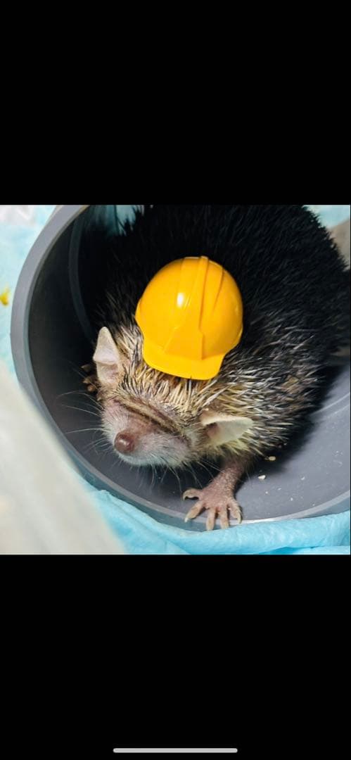 アンティーク雑貨 PDeeT.jap