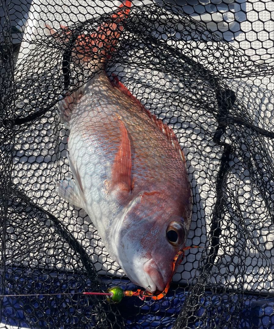 猟師からの贈り物 タイラバ 極細カーリー50本（伊勢尼10号3本針）②