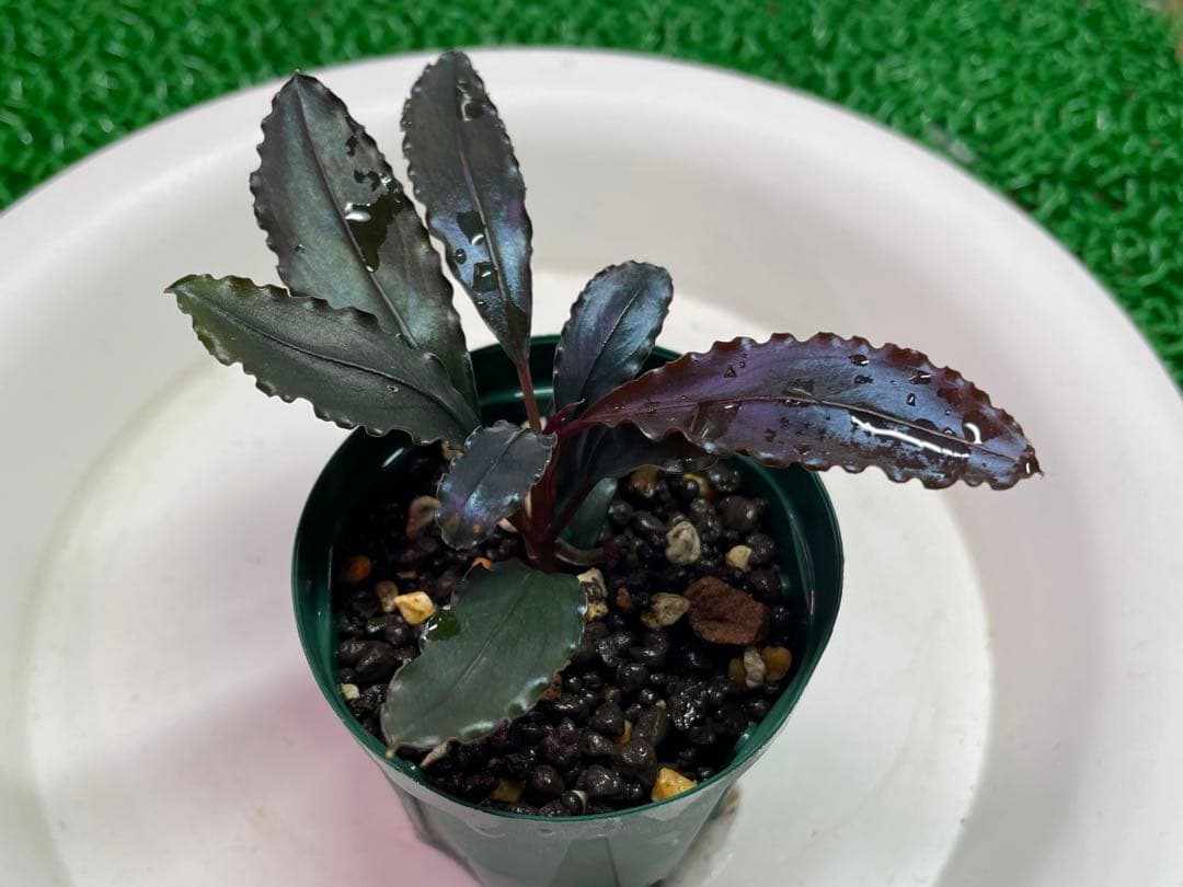 水草 Bucephalandra sp. \"Red waltz\"