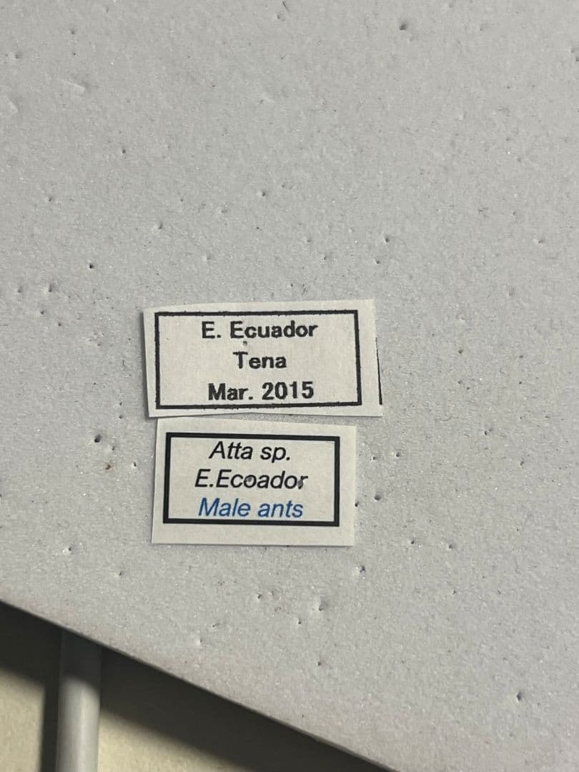 【開翅標本】ハキリアリの一種 オス Atta sp. ハチタランチュラホーク