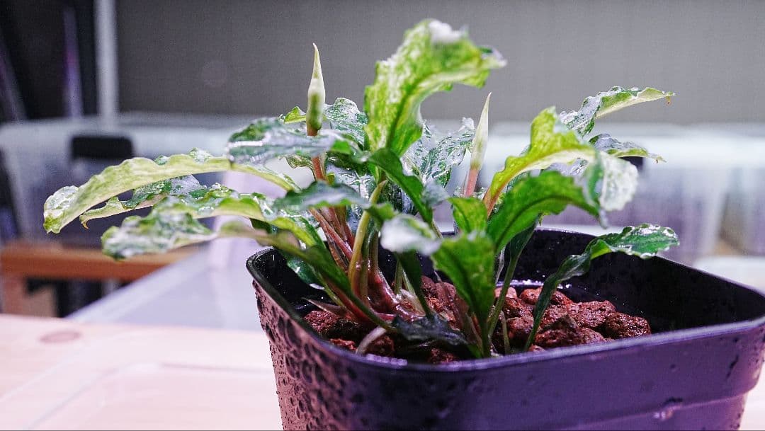 ブセファランドラsp. グリーンウェービー 斑入り バリエガータ　水上葉　無農薬