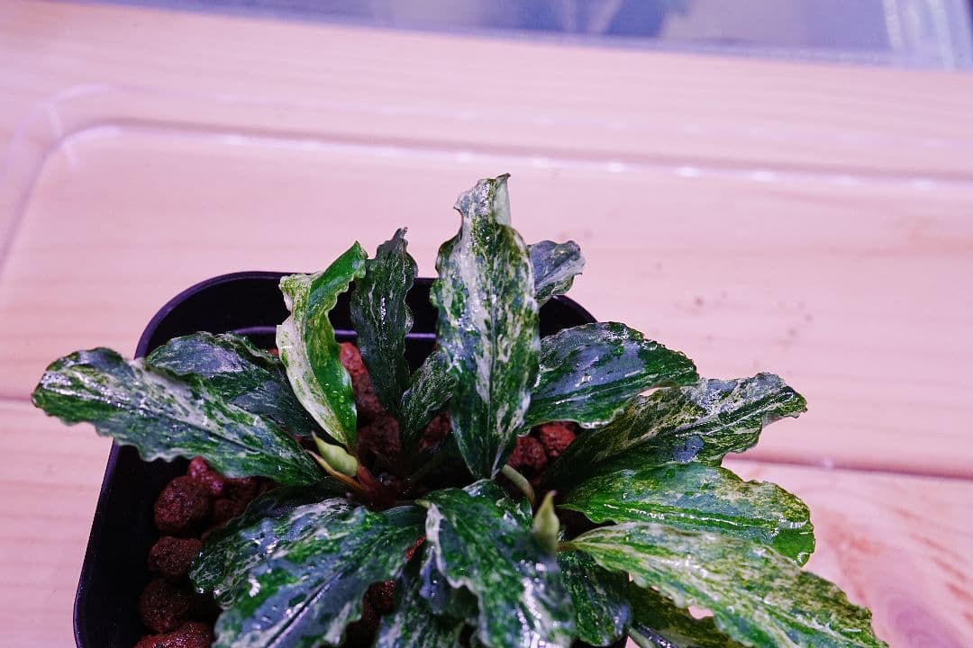 ブセファランドラsp. グリーンウェービー 斑入り バリエガータ　水上葉　無農薬