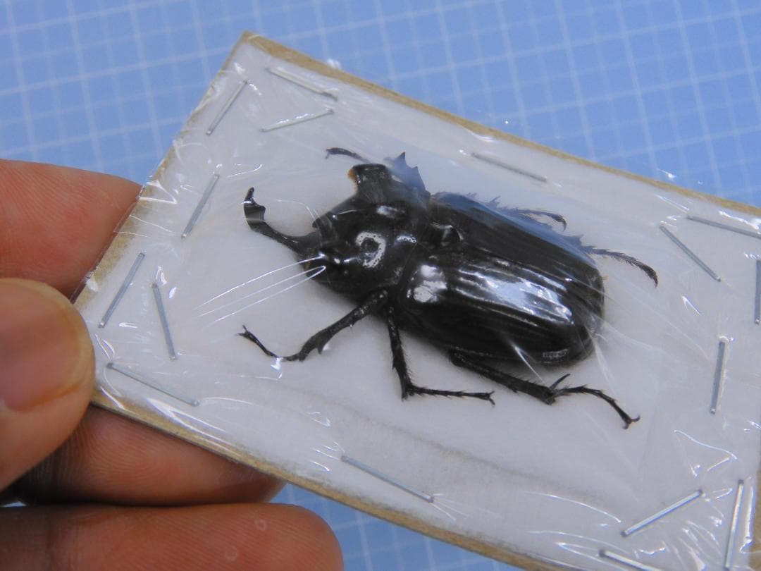 ガテマラ産　ツノハナムグリ　37mm