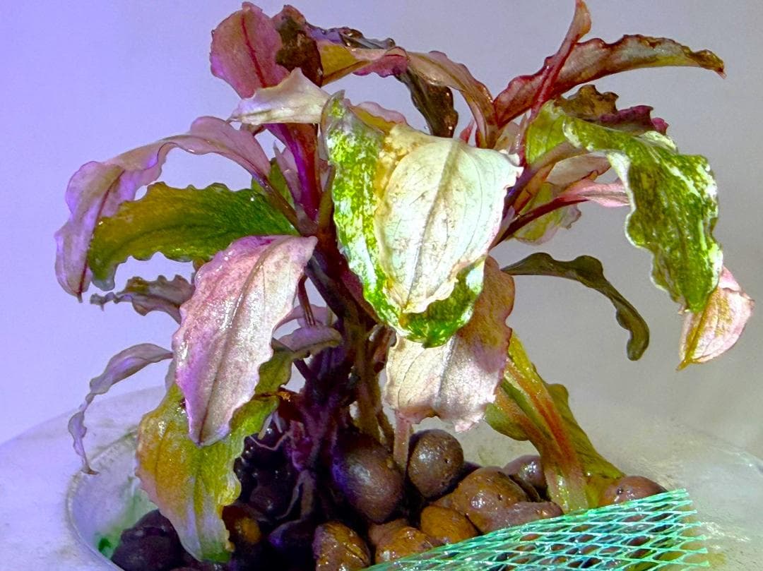 Bucephalandra spブセファランドラsp. ヴァリエガータ・クランプ