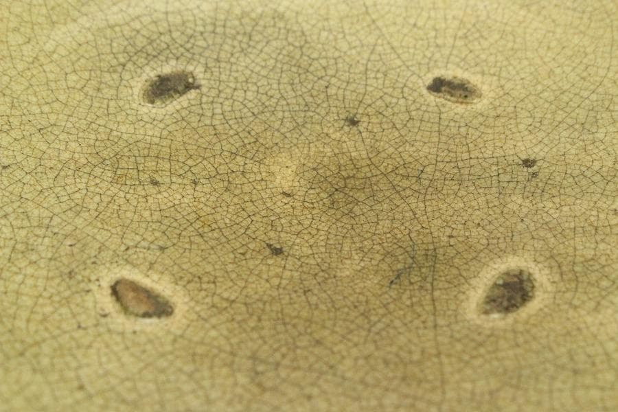 黄瀬戸 梅型 鉢 古美術(ZE569)