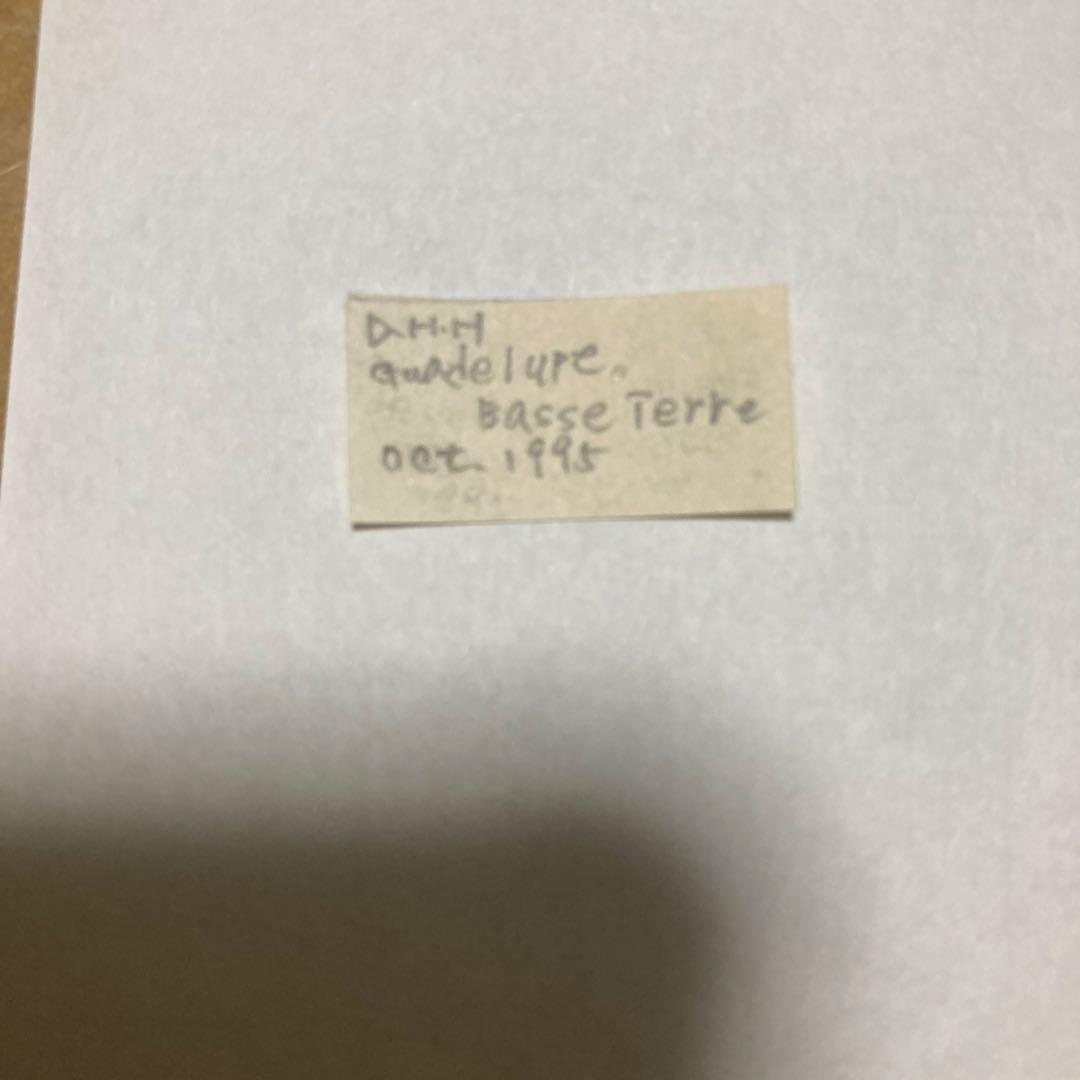 ヘラクレス・ヘラクレス　ブルー標本 週末限定価格‼️