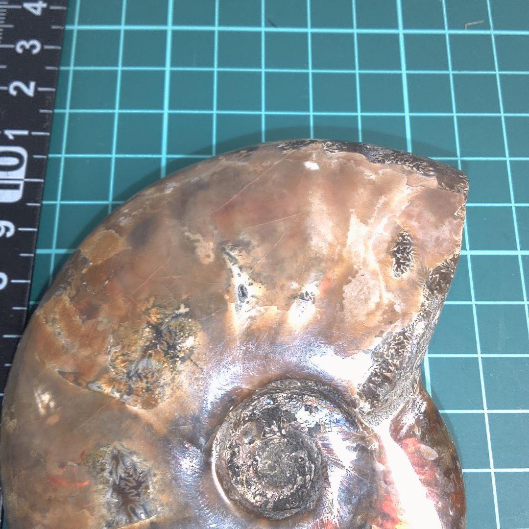 小物１ アンモナイト化石 光沢あり