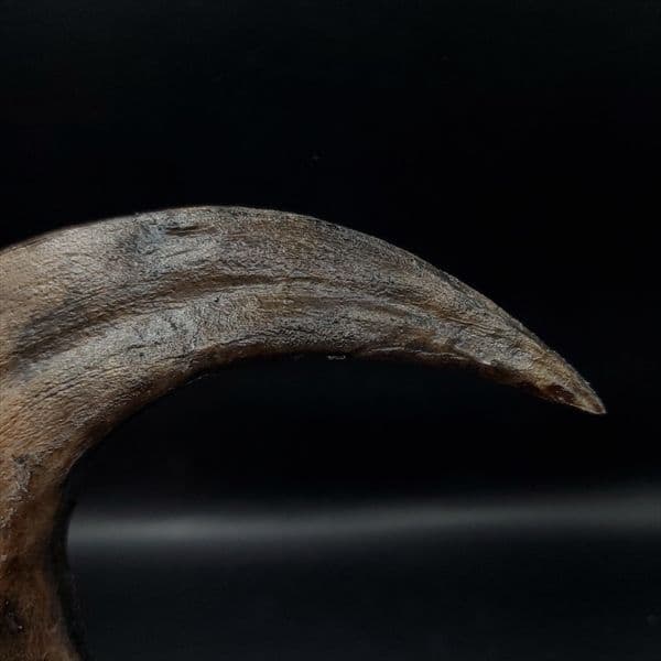 アロサウルス 爪 化石 レプリカ 約171.62mm  arr17